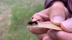 Hypodynerus vespiformis