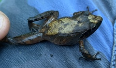 Pristimantis thectopternus
