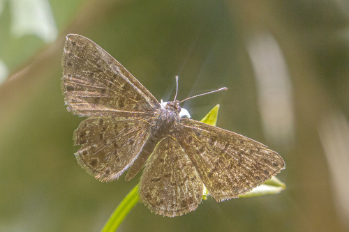 Catocyclotis