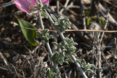 Convolvulus oleifolius