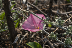Convolvulus oleifolius