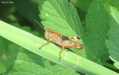 Ognevia longipennis