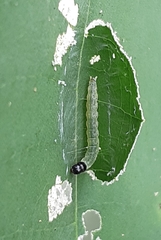 Mooreana trichoneura