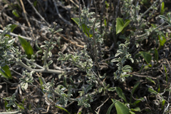 Convolvulus oleifolius