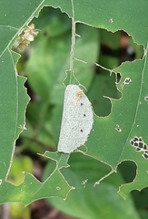 Mooreana trichoneura