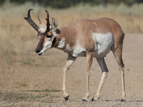 Pronghorn photographed in Montana