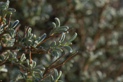 Anthyllis hermanniae hermanniae