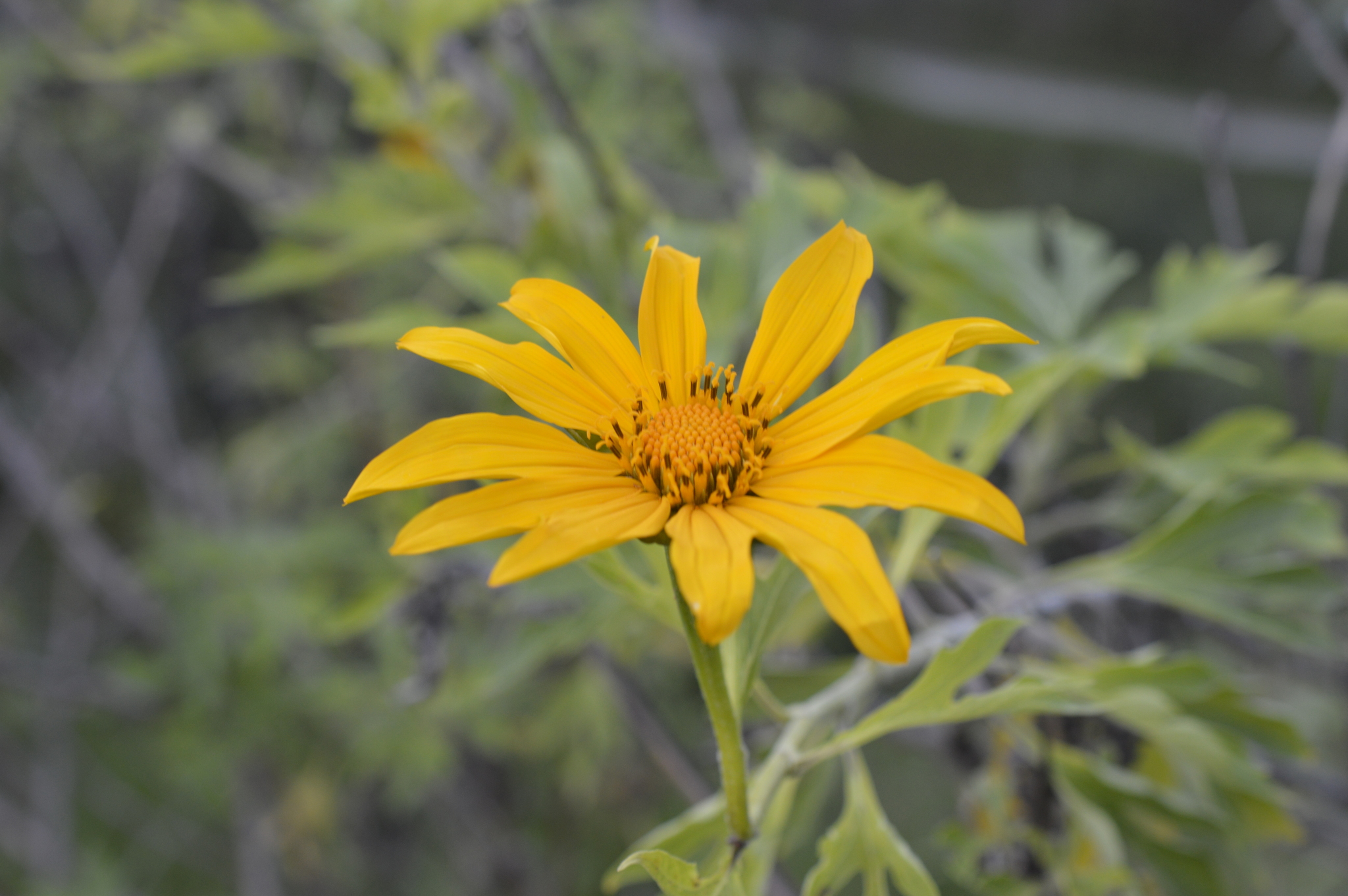 Tithonia diversifolia image