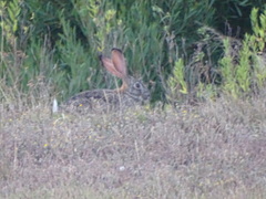 Lepus capensis capensis