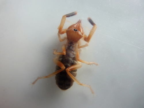 Procleobis patagonicus photo 3