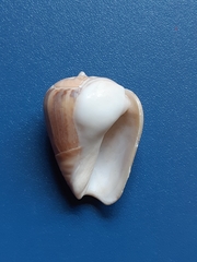 Olivancillaria urceus