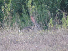 Lepus capensis capensis