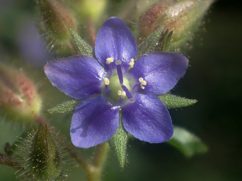 Hydrolea zeylanica