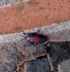 Coraliomela aeneoplagiata