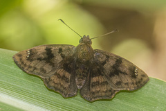 Nisoniades macarius