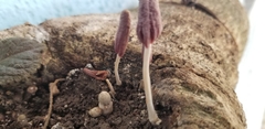 Coprinopsis clastophylla