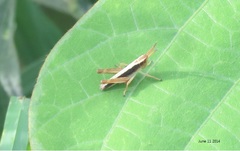 Megaulacobothrus aethalinus
