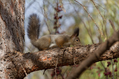 Sciurus vulgaris orientis