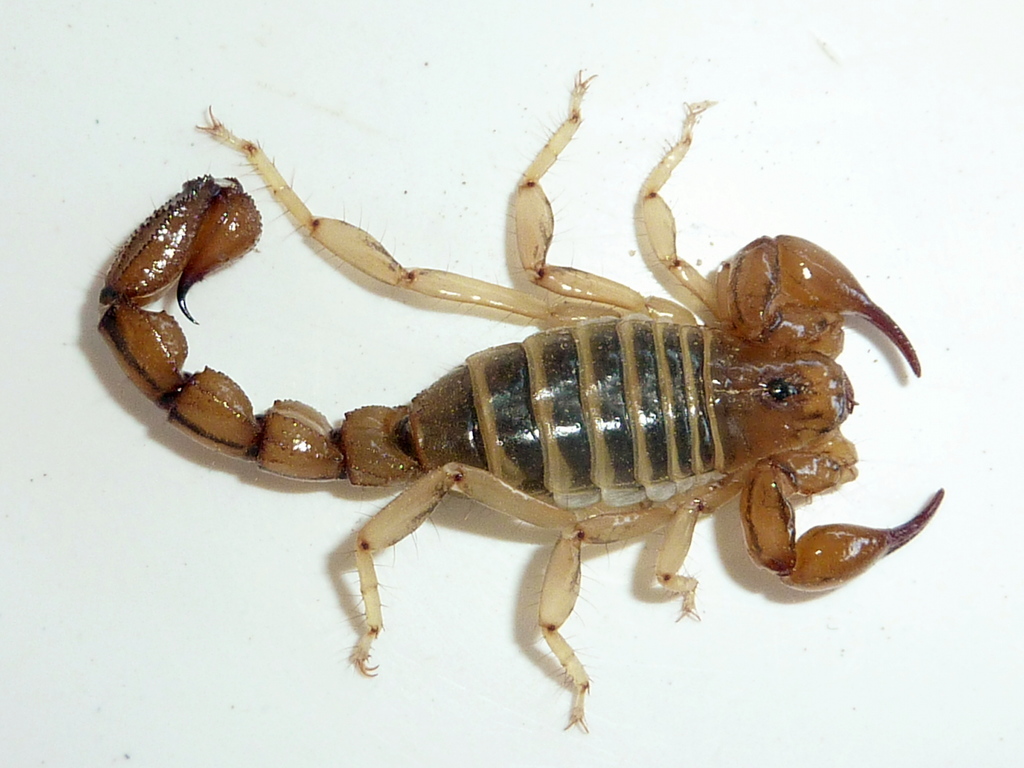Bothriurus burmeisteri
