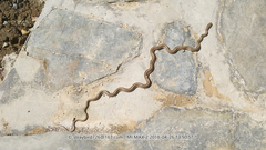 Orientocoluber spinalis