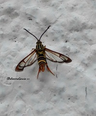 Sesiidae