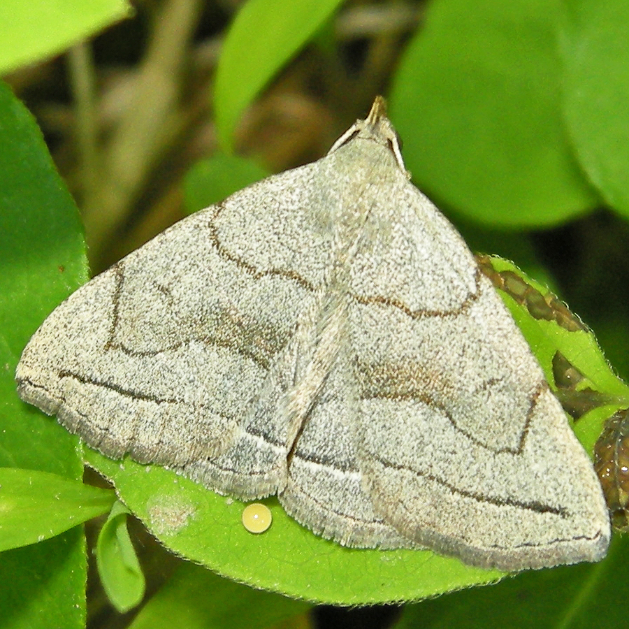 Grayish Fan-foot