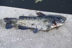 Ameiurus catus