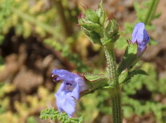 Salvia stenophylla