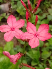 Plumbago indica