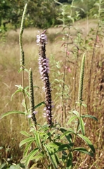 Pogostemon quadrifolius