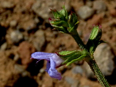 Salvia stenophylla