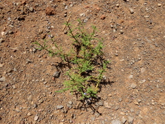 Salvia stenophylla