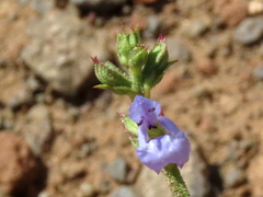 Salvia stenophylla