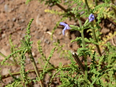 Salvia stenophylla