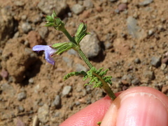 Salvia stenophylla