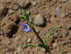 Salvia stenophylla