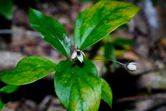 Lysimachia ardisioides