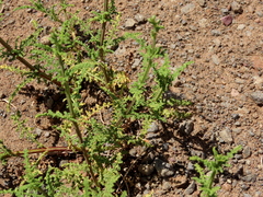 Salvia stenophylla