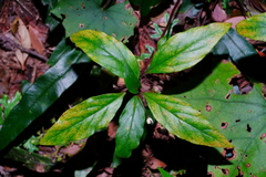 Lysimachia ardisioides