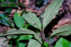 Lysimachia ardisioides