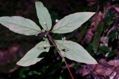 Lysimachia ardisioides