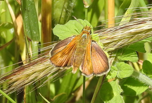 Rottemburgov debeloglavac (Thymelicus acteon)