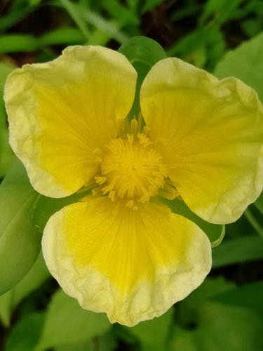 Limnocharis flava