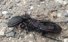 Carabus morbillosus