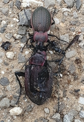 Carabus morbillosus