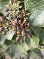 Pyrrhocoris apterus
