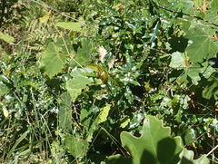 Ochna arborea