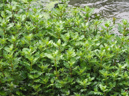 Image of Hygrophila difformis by no rights reserved