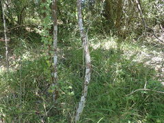 Ochna arborea