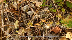 Orientocoluber spinalis